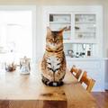 Dienstleistung: Katzensitter exkl. für wöchentliche Dauerkunden
