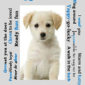 Selling: Frame-ready personalized dog image