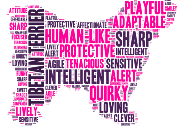 Selling: Tibetan Terrier - Word Cloud 