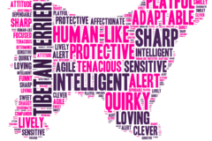 Selling: Tibetan Terrier - Word Cloud 