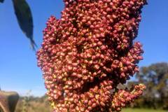 pay online or by mail: 'Coral' Sorghum