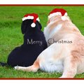 Selling: Labrador Christmas Card