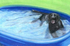 Selling: Labrador Photo Greeting Card