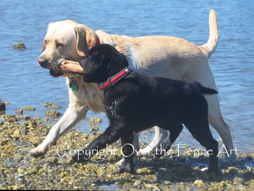 Selling: Funny Labrador Photo Greeting Card