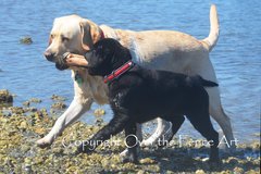 Selling: Funny Labrador Photo Greeting Card