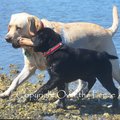 Selling: Funny Labrador Photo Greeting Card