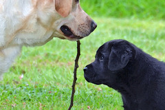 Selling: Labrador Photo Greeting Card