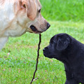 Selling: Labrador Photo Greeting Card