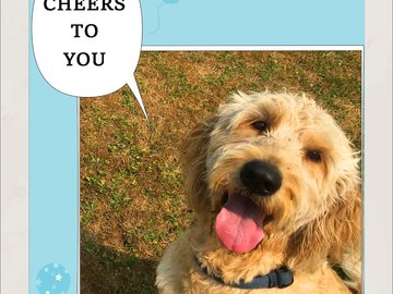 Selling: Labradoodle Photo Greeting Card