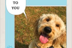 Selling: Labradoodle Photo Greeting Card