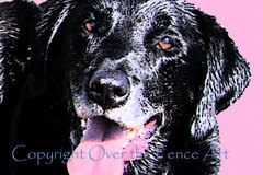 Selling: Funny Labrador Photo Greeting Card