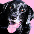 Selling: Funny Labrador Photo Greeting Card