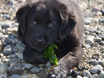 Selling: Funny Labrador Photo Greeting Card