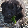Selling: Funny Labrador Photo Greeting Card