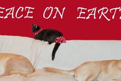 Selling: Funny Labradors Photo Greeting Card