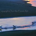 Selling: Funny Labrador Photo Greeting Card