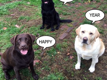 Selling: Labrador Photo Greeting Card