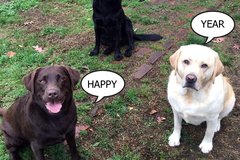 Selling: Labrador Photo Greeting Card