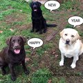 Selling: Labrador Photo Greeting Card