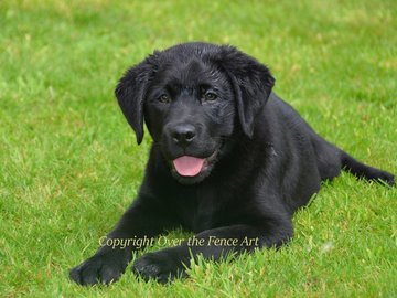 Selling: Labrador Photo Greeting Card
