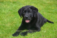 Selling: Labrador Photo Greeting Card