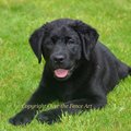 Selling: Labrador Photo Greeting Card
