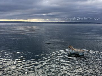Selling: Labrador Photo Greeting Card