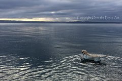 Selling: Labrador Photo Greeting Card