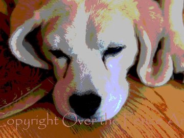 Selling: Beagle Photo Greeting Card