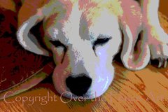 Selling: Beagle Photo Greeting Card