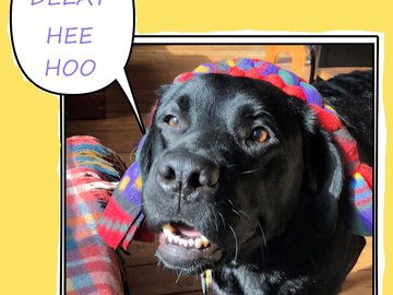 Selling: Labrador Photo Greeting Card