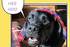 Selling: Labrador Photo Greeting Card