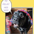 Selling: Labrador Photo Greeting Card