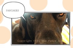 Selling: Great Dane Requests Pancakes Funny Greeting Card