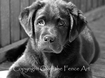 Selling: Labrador Photo Greeting Card