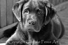 Selling: Labrador Photo Greeting Card