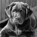 Selling: Labrador Photo Greeting Card