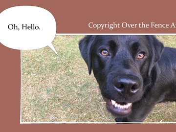 Selling: Labrador Photo Greeting Card