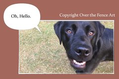 Selling: Labrador Photo Greeting Card