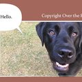 Selling: Labrador Photo Greeting Card