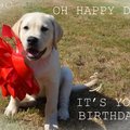 Selling: Oh Happy Day Labrador Birthday Card