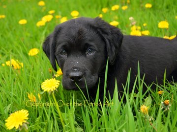 Selling: Labrador Photo Greeting Card