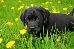 Selling: Labrador Photo Greeting Card