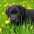 Selling: Labrador Photo Greeting Card