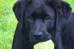 Selling: Labrador Photo Greeting Card