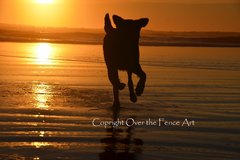 Selling: Photo Greeting Card Dog Running at Sunset