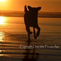 Selling: Photo Greeting Card Dog Running at Sunset