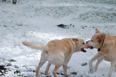 Selling: Photo Greeting Card Labradors Play in the Snow