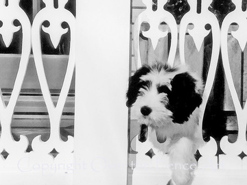 Selling: Black and White Photo Greeting Card Bearded Collie Puppy