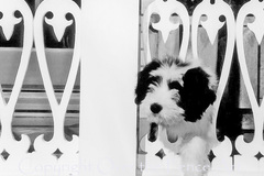 Selling: Black and White Photo Greeting Card Bearded Collie Puppy